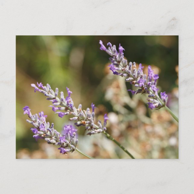Lila lavender-blommor vykort (Framsida)
