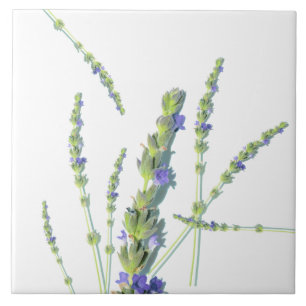Lila Lavender Flower Flowers Kakelplatta