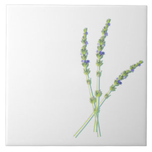 Lila Lavender Flower Flowers Kakelplatta