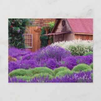 Lila Lavender Italia Vykort