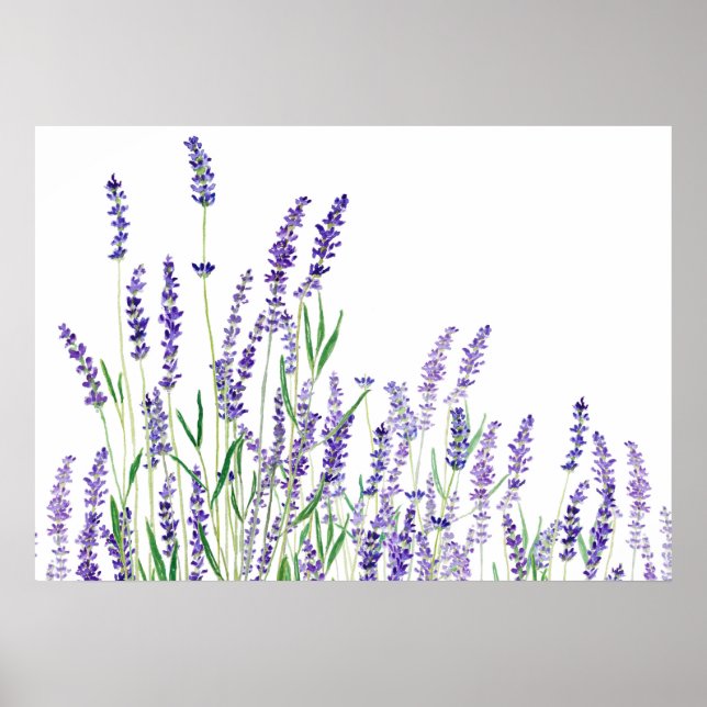 lila lavender vågrät vattenfärg poster (Framsidan)