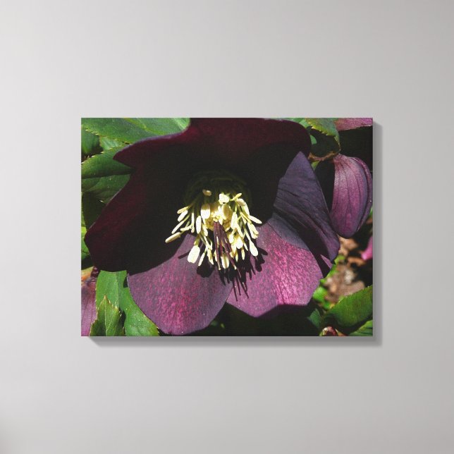 Lila Lenten Ro Påsk Flower Canvastryck (Framsida)