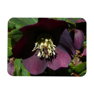 Lila Lenten Ro Påsk Flower Magnet