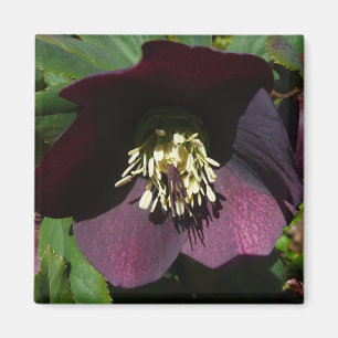 Lila Lenten Ro Påsk Flower Magnet