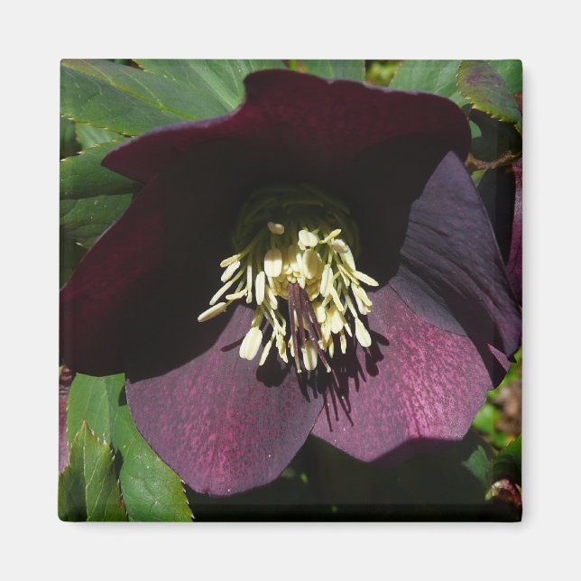 Lila Lenten Ro Påsk Flower Magnet (Framsidan)