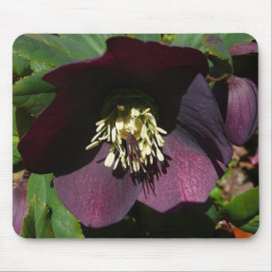 Lila Lenten Ro Påsk Flower Musmatta