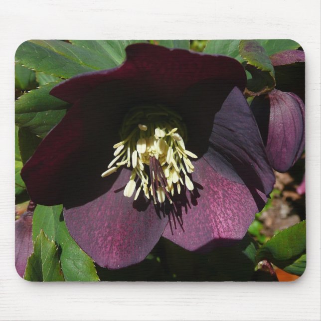 Lila Lenten Ro Påsk Flower Musmatta (Framsidan)