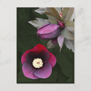 Lila Lenten Rosor vykort