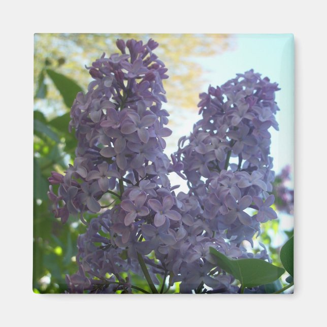 Lila Lilac 8 Magnet (Framsidan)