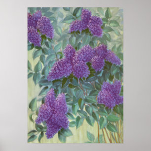 Lila Lilac av Cargill, 1937 Poster