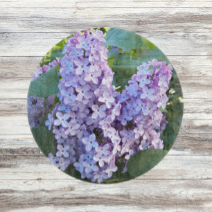 Lila Lilac Blooms Blommigt