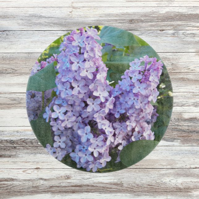 Lila Lilac Blooms Blommigt (In Situ)