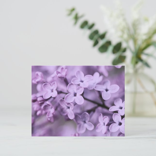 Lila Lilac Flower Grenar Helg Vykort (Stående Fram)