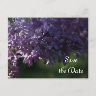 Lila Lilac Flowers Bröllop spara datum Meddelande Vykort