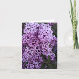 Lila Lilac Flowers-foto Kort