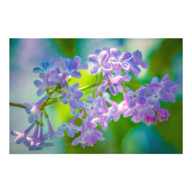 Lila Lilac Flowers Fototryck (Framsidan)