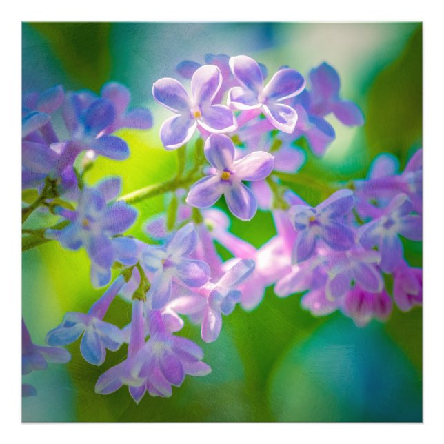 Lila Lilac Flowers Fototryck (Framsidan)