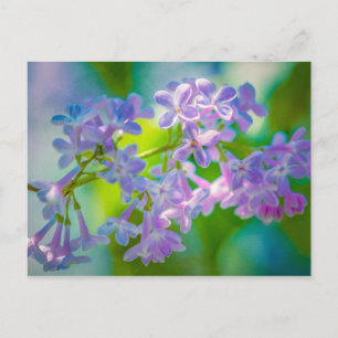 Lila Lilac Flowers Vykort