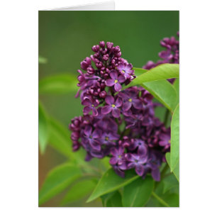 Lila Lilac-kort OBS Kort