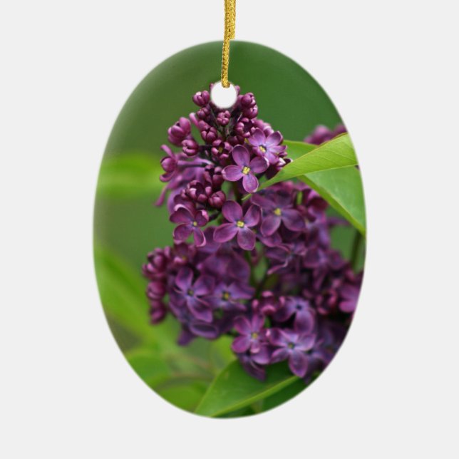 Lila Lilac Ornament (Framsidan)