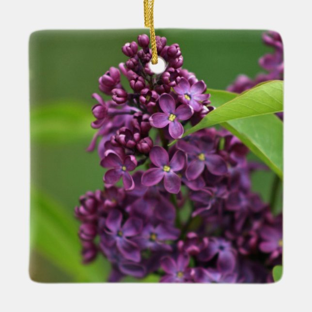 Lila Lilac Ornament (Framsida)