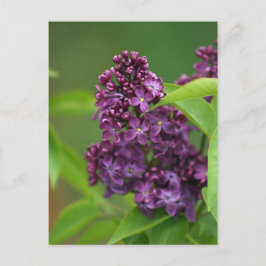 Lila Lilac-vykort Vykort