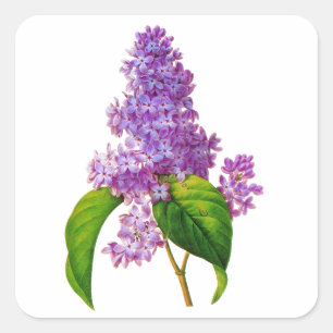Lila Lilacs av Pierre-Joseph Redoute Fyrkantigt Klistermärke