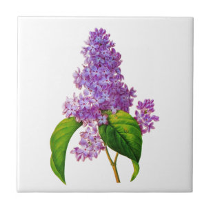 Lila Lilacs av Pierre-Joseph Redoute Kakelplatta