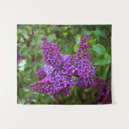 Lila Lilacs en Vår Day