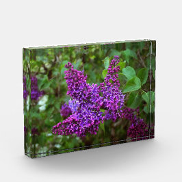 Lila Lilacs en Vår Day