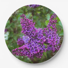 Lila Lilacs en Vår Day
