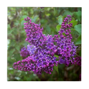 Lila Lilacs en Vår Day Kakelplatta