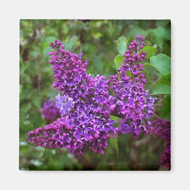 Lila Lilacs en Vår Day Magnet (Framsidan)