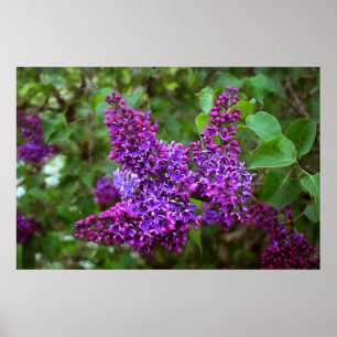 Lila Lilacs en Vår Day Poster
