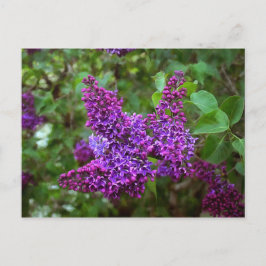 Lila Lilacs en Vår Day Vykort