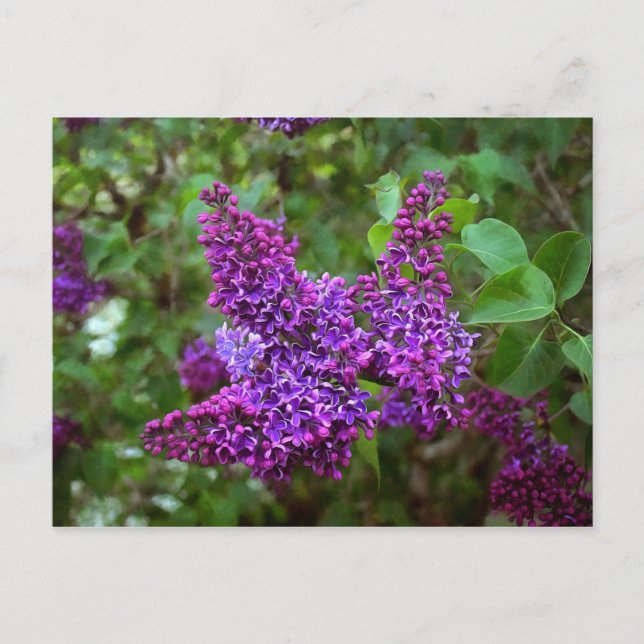 Lila Lilacs en Vår Day Vykort (Framsida)