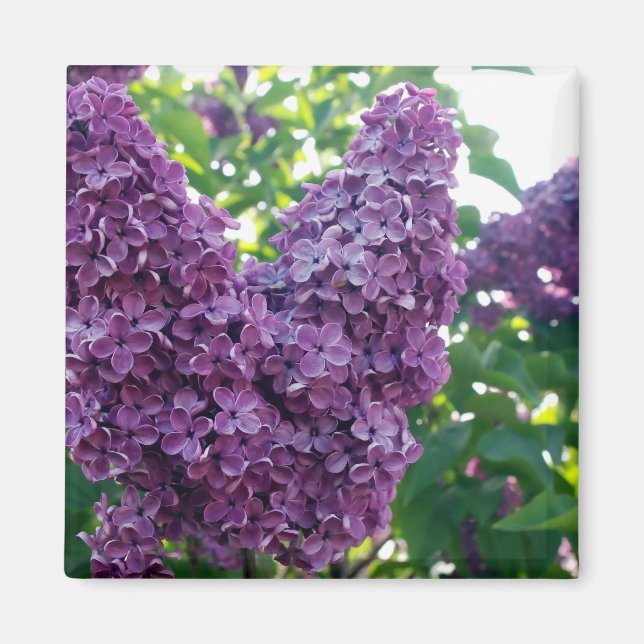Lila Lilacs Magnet (Framsidan)
