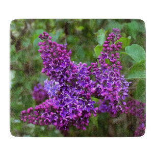 Lila Lilacs på en Vår dag
