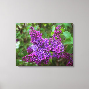Lila Lilacs på en Vår dag Canvastryck