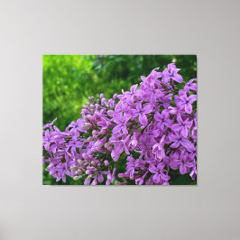 Lila lilacs romantisk elegant lila blommigt foto a canvastryck