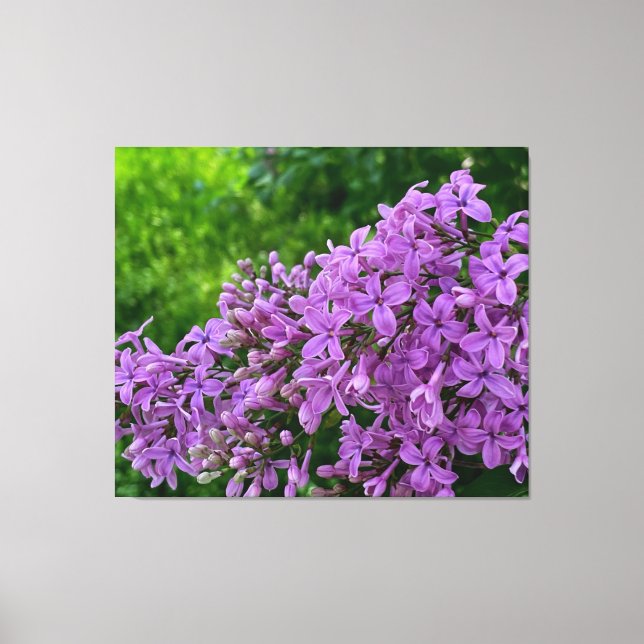 Lila lilacs romantisk elegant lila blommigt foto a canvastryck (Framsida)