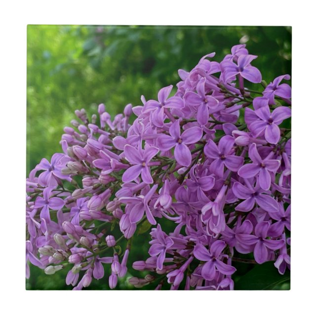 Lila lilacs romantisk elegant lila blommigt foto a kakelplatta (Framsidan)