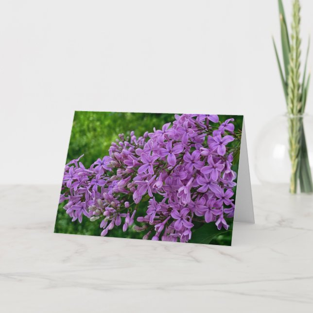 Lila lilacs romantisk elegant lila blommigt foto a kort (Framsida)