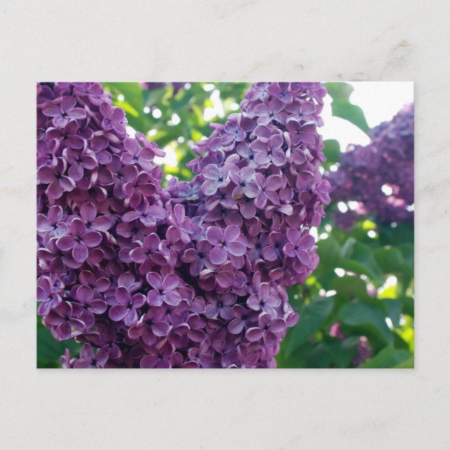 Lila Lilacs vykort (Framsida)
