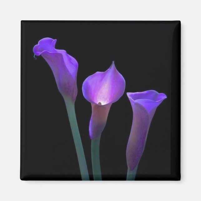 Lila Lilies Magnet (Framsidan)