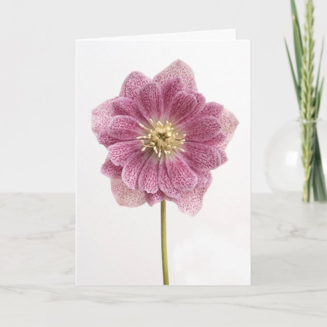 Lila lilja blomma välkomstkort tack kort (Framsida)