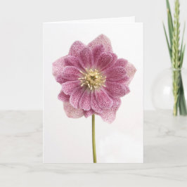 Lila Lily Flower Greeting Card Tack Kort