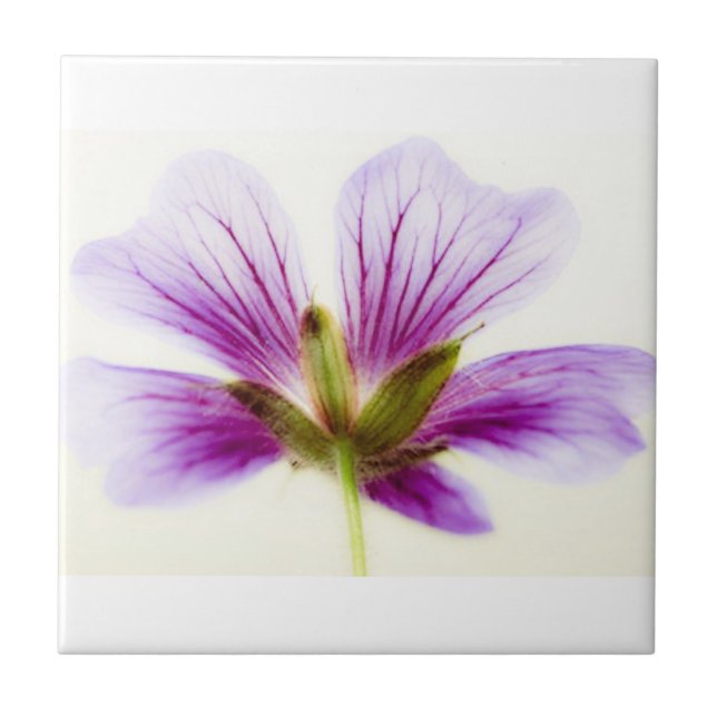 Lila Ljusfärgsbrickor Kakelplatta (Framsidan)
