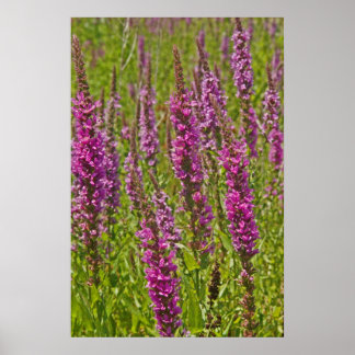 Lila Loosestrife Poster