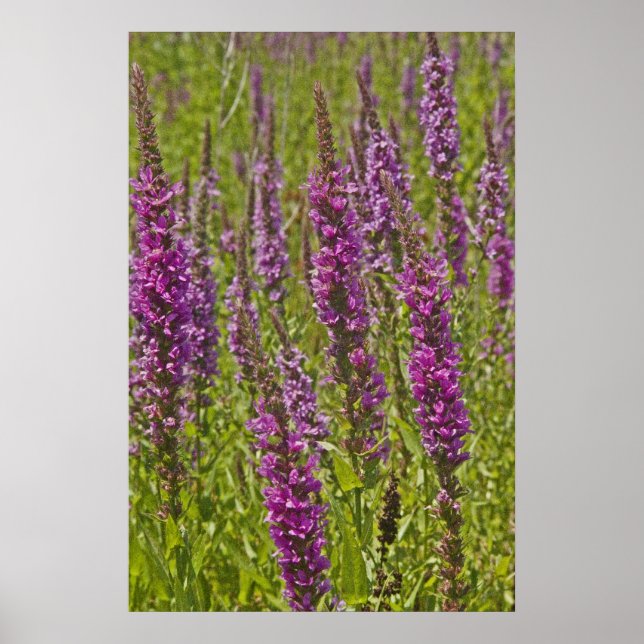 Lila Loosestrife Poster (Framsidan)